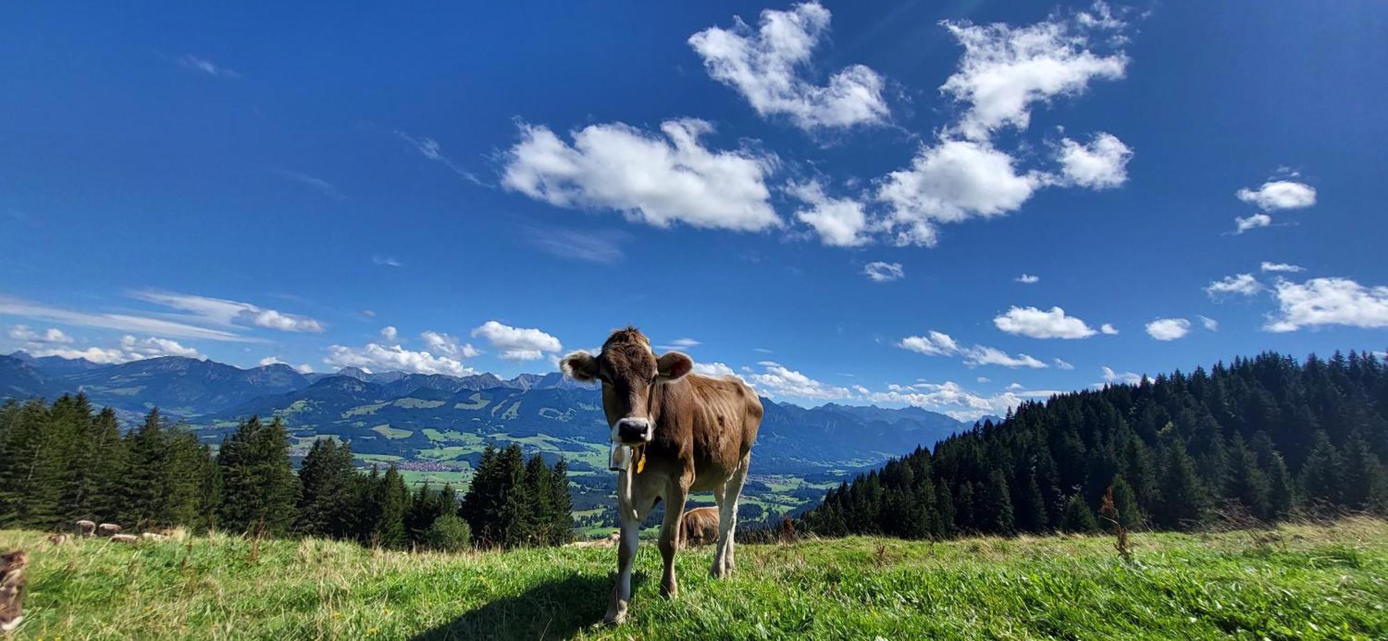 Fewo Allgaeuliebe Mit Wlan Oberstaufen Steibis Apartamento Exterior foto